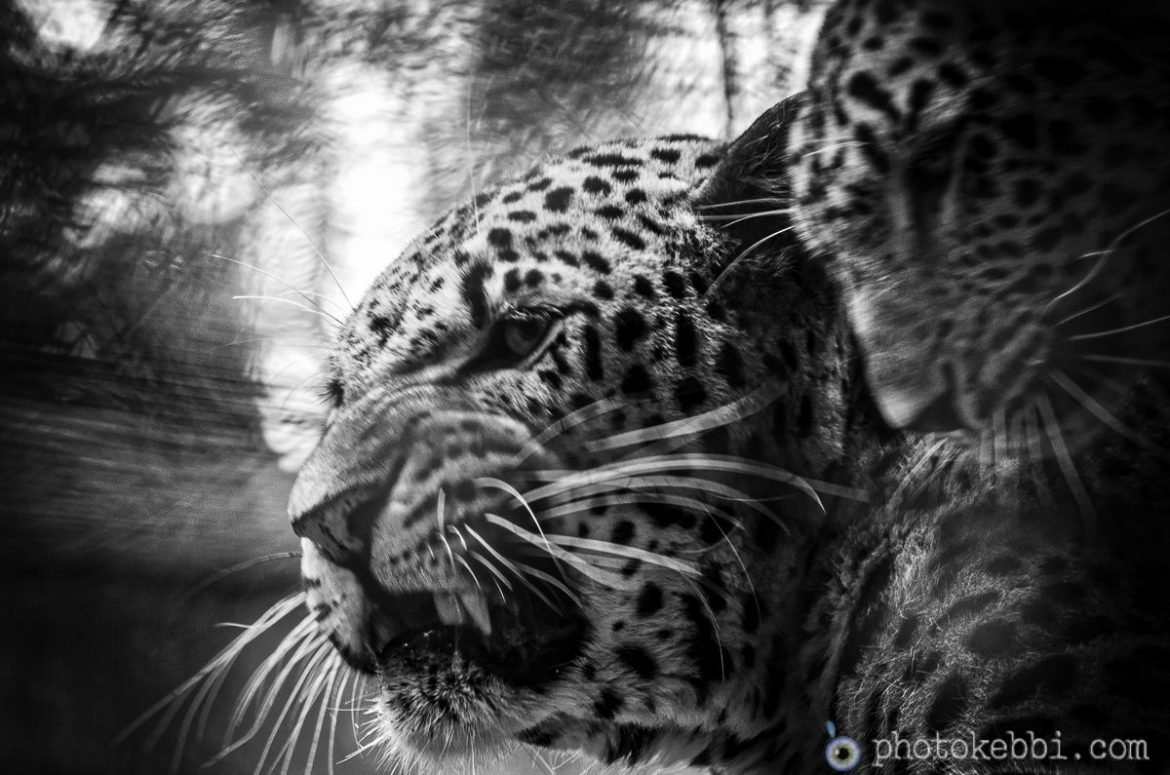 Zoo de Beauval - Léopard