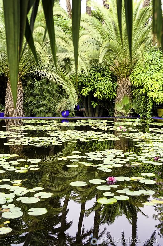 Jardin Majorelle Maroc Marrakech